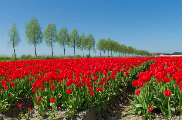 Campo de tulipán — Foto de Stock