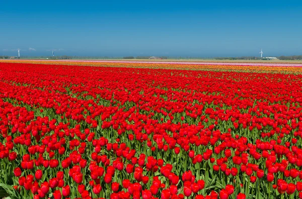 Tulpenfeld — Stockfoto