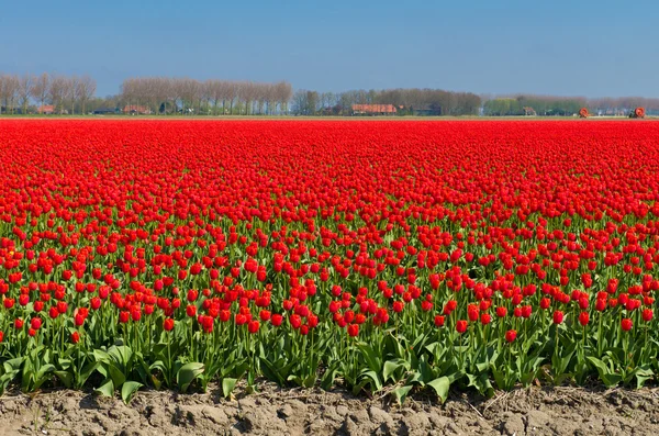 Tulp veld — Stockfoto