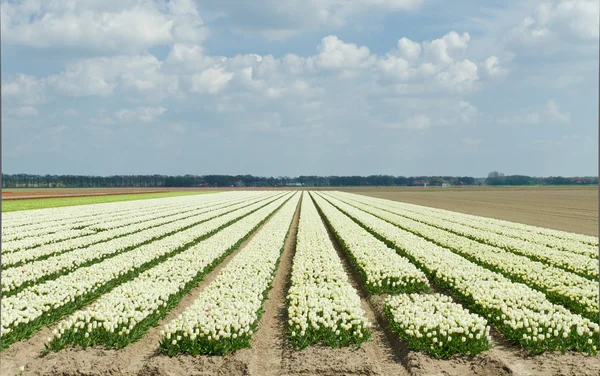 Tulp veld — Stockfoto