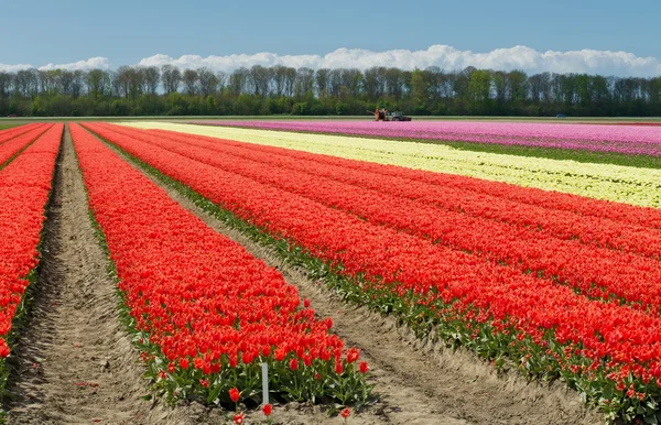 Тюльпановое поле — стоковое фото