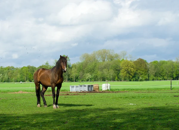 马在草地上 — 图库照片