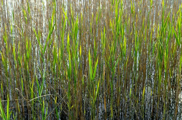 Reed em um lago — Fotografia de Stock