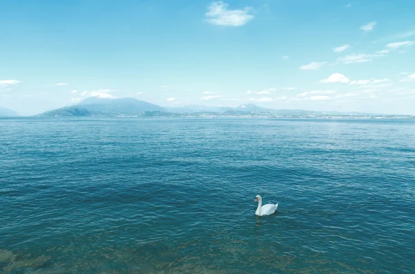 Swan in a lake — Stock Photo, Image