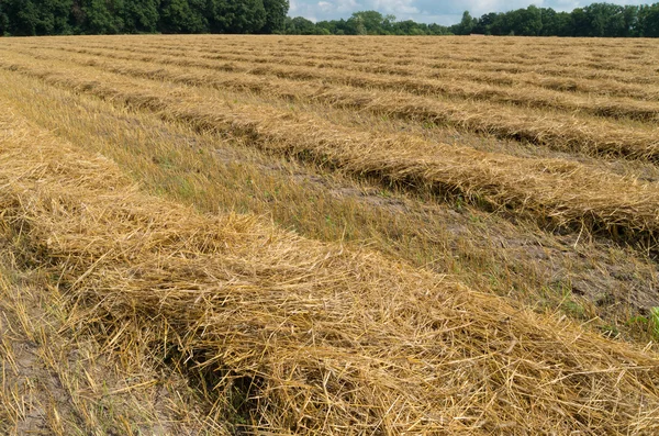 Veld met hooi — Stockfoto