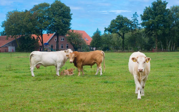 Vacas de limusina — Fotografia de Stock