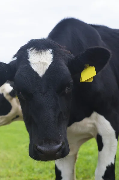 Frisian cow — Stock Photo, Image