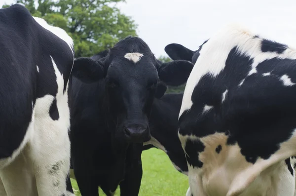 Dutch cows — Stock Photo, Image