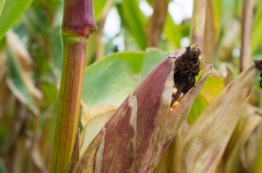 mısır mısır koçanı