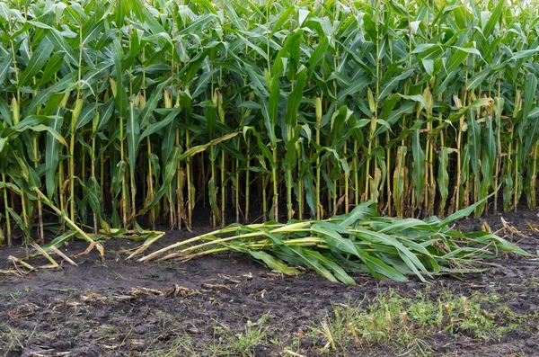 Maïs veld — Stockfoto