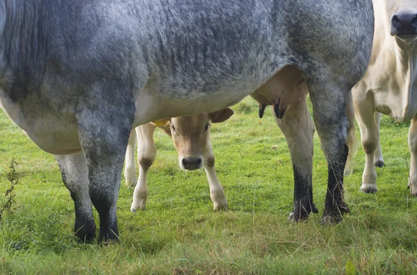 Verlegen kalf — Stockfoto