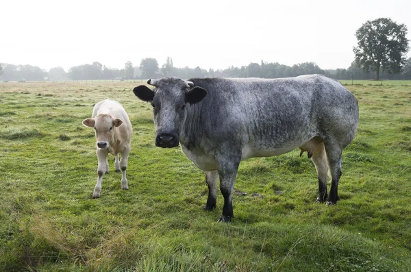 Mucca con vitello — Foto Stock