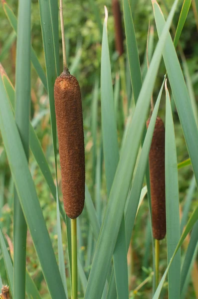 Palheta cattail — Fotografia de Stock