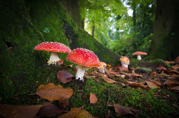 Paddestoelen in bos — Stockfoto