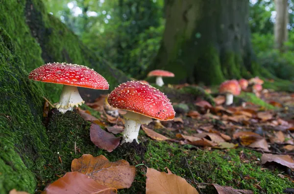 Mushrooms in forest — Stock Photo, Image