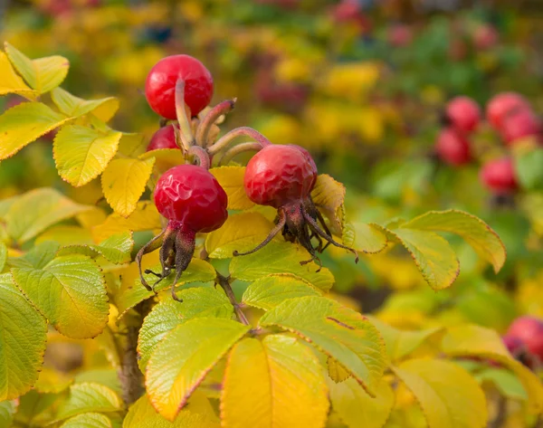 Rose hips — Stock Photo, Image