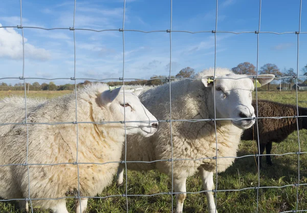 Two sheep — Stock Photo, Image