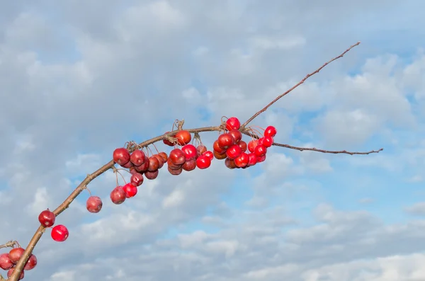 Rote Beeren — Stockfoto