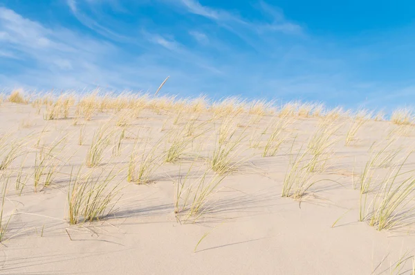 Dune gräs — Stockfoto