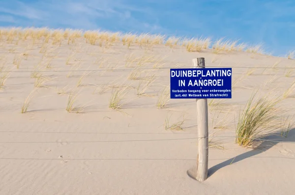 Dune gräs — Stockfoto