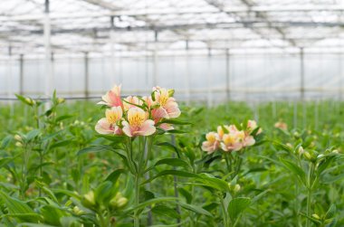 çiçek açan çiçekler