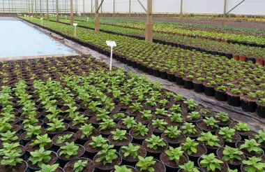 genç bitki sera içinde