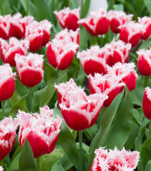 Blooming tulips — Stock Photo, Image