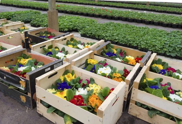 Crates with flowers — Stock Photo, Image