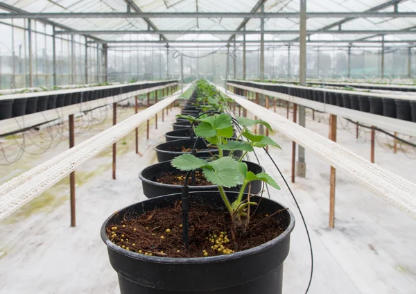 Plantas jovens em estufa — Fotografia de Stock