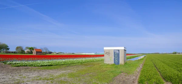 Tulipa paisagem — Fotografia de Stock