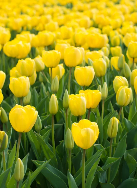 Tulipani gialli — Foto Stock