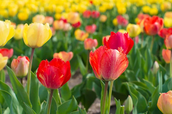 Kvetoucí tulipány — Stock fotografie