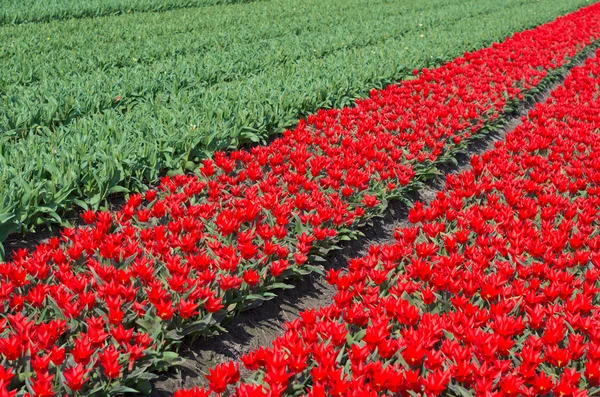 Red tulips — Stock Photo, Image