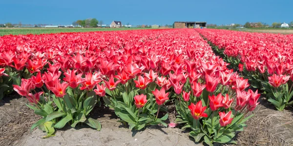 Red tulips — Stock Photo, Image