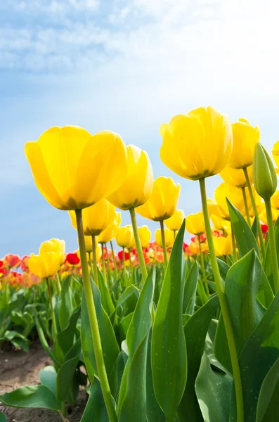 Gelbe Tulpen — Stockfoto