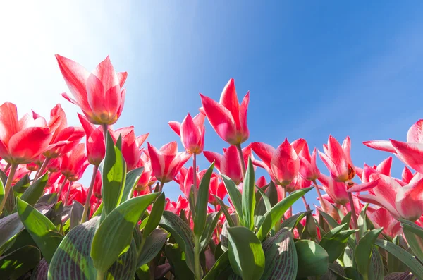 Pink tulips — Stock Photo, Image