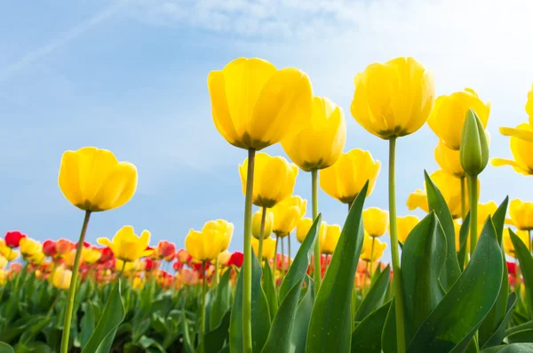 Žluté tulipány — Stock fotografie