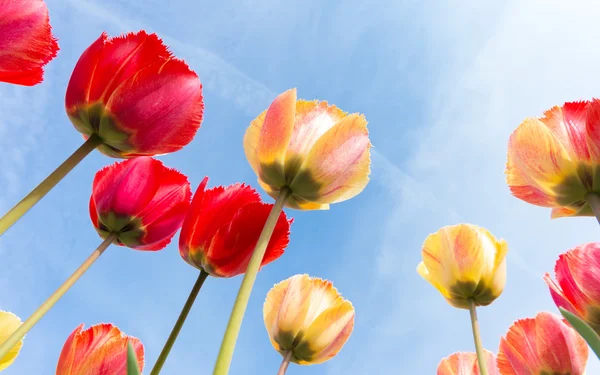 Barevné tulipány — Stock fotografie