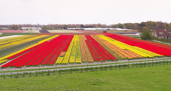 Tulip field — Stock Photo, Image