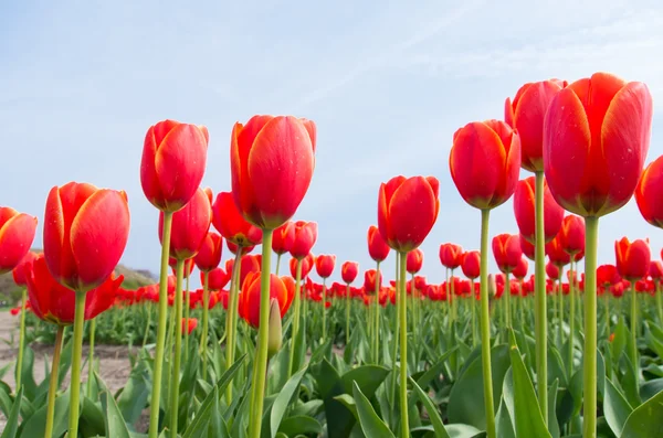 Red tulips — Stock Photo, Image