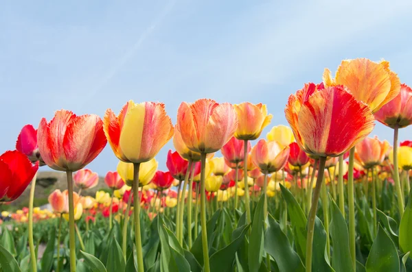 Kleurrijke tulpen — Stockfoto