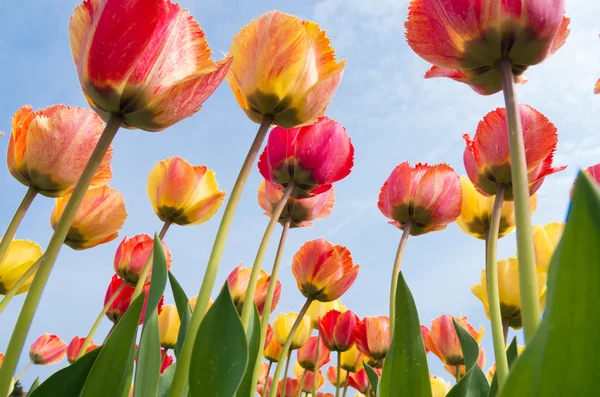 Bunte Tulpen — Stockfoto