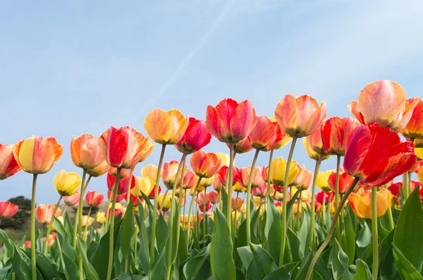 Barevné tulipány — Stock fotografie