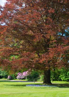 Bakır kayın ağacı