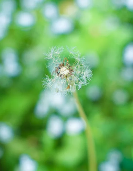 Blooming dandelion — Stock Photo, Image