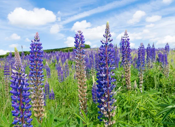 Paarse lupine bloemen — Stockfoto