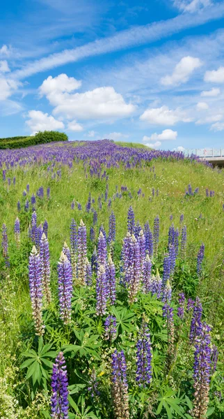 purple lupine flowers