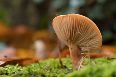 Ormanda sonbahar mantarlarının güzel yakın çekimi