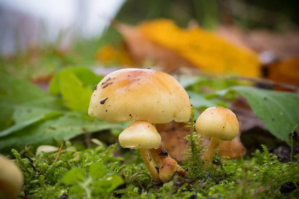 Hermoso Primer Plano Del Bosque Setas Otoño —  Fotos de Stock