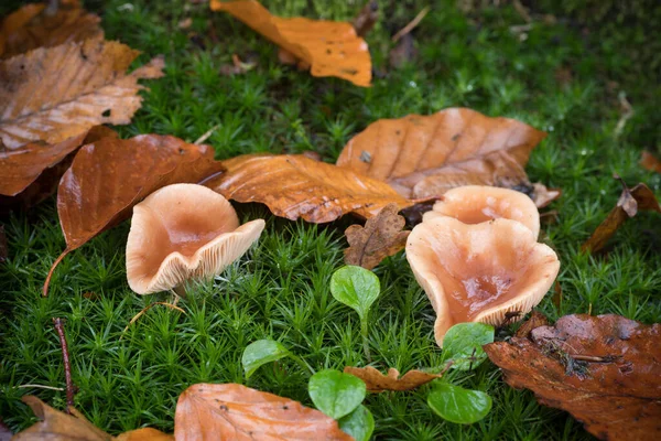 Belo Closeup Cogumelos Outono Florestais — Fotografia de Stock